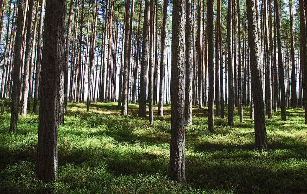 troncos de árboles en bosque de pinos